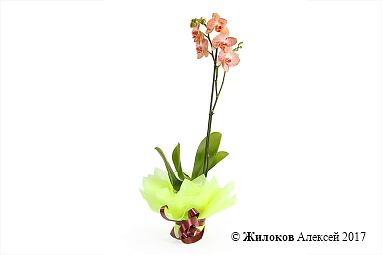 ������� ���������� �������-������� (1 �����)