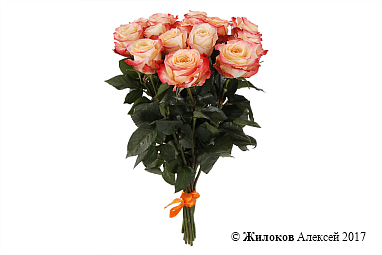 ����� 15 ��� ������