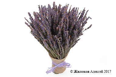 ����� �� ������� ������ ��������