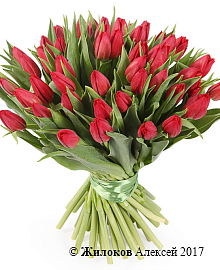 ����� 51 �������, �������