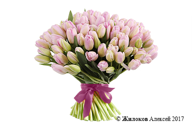 ����� 101 ����������� �������, ���������