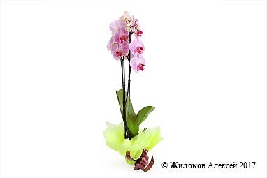 ������� ���������� ����-���������� (2 ������)