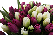 Букет 101 королевский тюльпан, бело-пурпурный микс