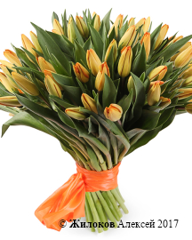 ����� 51 �������, ���������