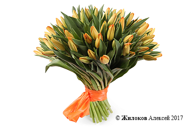 ����� 51 �������, ���������