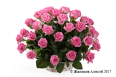 ����� 51 ���� ���� � �������