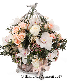 ����� �������� ��������