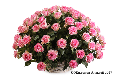 ����� 101 ���� ���� ���� � �������