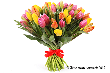 ����� 51 �������, ��������� ����