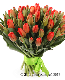 ����� 51 ����������� �������, ������-���������