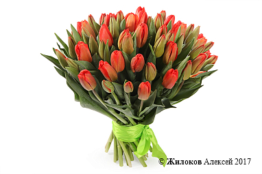 ����� 51 ����������� �������, ������-���������