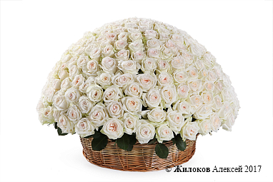 ����� 301 ���� ���� �'���� � �������