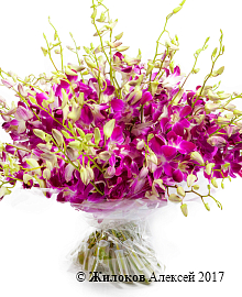 ����� 50 �������