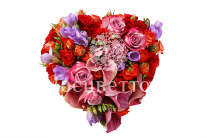 ����� ������� ������ �����