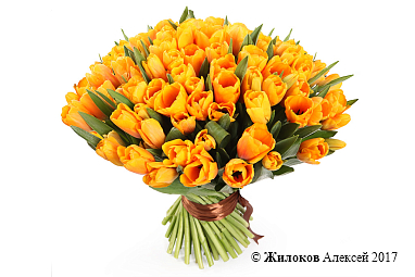 ����� 101 ����������� �������, �����