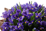 Букет из ирисов Ириска (макси)