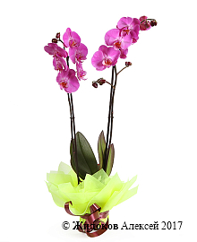 ������� ���������� ���������� (2 ������)