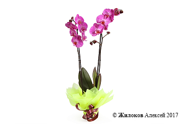 ������� ���������� ���������� (2 ������)