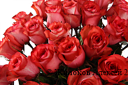 Букет 35 роз Игуана, коралловые