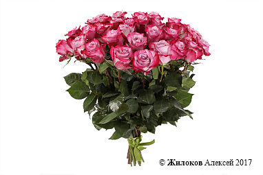 ����� 31 ���� ��� �����