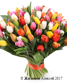 ����� 101 �������, �������� ����