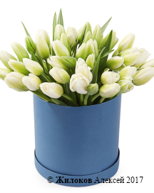 ����� 51 ������� � ������� �������, �����