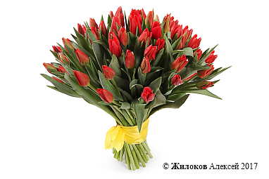 ����� 51 ����������� �������, �������