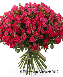 ����� 51 �������� ���� ������