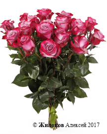 ����� 17 ��� ��� �����