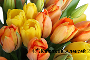 Букет 51 тюльпан, цитрусовый микс