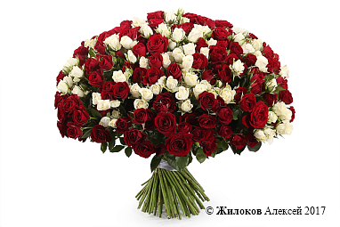 ����� 101 �������� ����, ������-����� ����