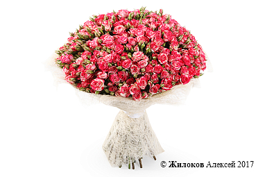 ����� 51 �������� ���� ���� �����