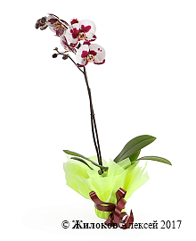 ������� ���������� ����-�������� (1 �����)