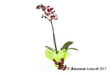 ������� ���������� ����-�������� (1 �����)