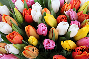 Букет 101 тюльпан, радужный микс
