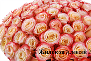 Букет 101 роза Кабаре