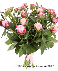 ����� �� ������ ������� �������