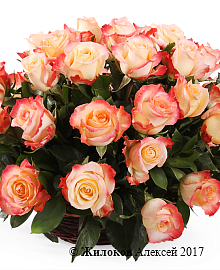 ����� 51 ���� ������ � �������