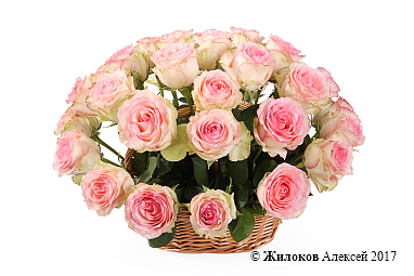 ����� 35 ��� �������� � �������