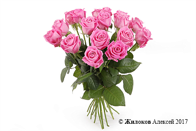 ����� 17 ��� ����