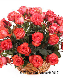 ����� 51 ���� ������ � �������