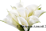 Букет из калл Белоснежка