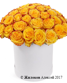 ����� 51 ���� ��� ����� � ����� ������� �������