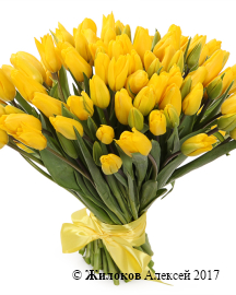 ����� 101 ����������� �������, ������