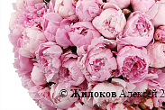 Букет из пионов 101 комплимент