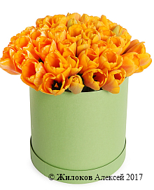 ����� 51 ����������� ������� � ������� �������, �����