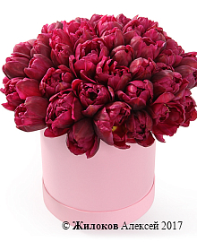 ����� 51 ����������� ������� � ������� �������, ���������