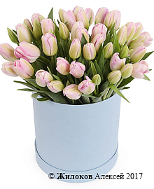 ����� 51 ����������� ������� � ������� �������, ���������