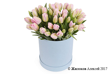 ����� 51 ����������� ������� � ������� �������, ���������