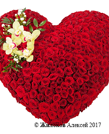 ����� ������ �� ��� �������